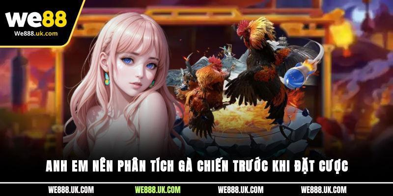 Anh em nên phân tích gà chiến trước khi đặt cược