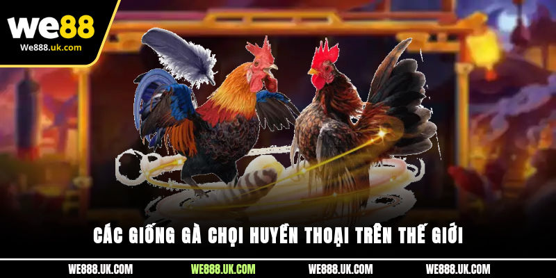 Các giống gà chọi huyền thoại trên thế giới