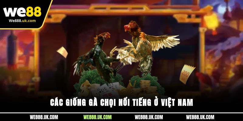 Các giống gà chọi nổi tiếng ở Việt Nam