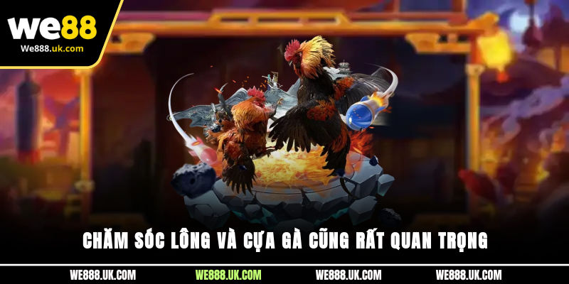 Chăm sóc lông và cựa gà cũng rất quan trọng