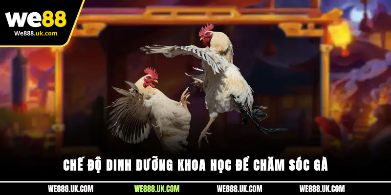 Chế độ dinh dưỡng khoa học để chăm sóc gà