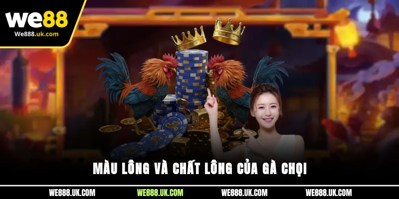 Màu lông và chất lông của gà chọi