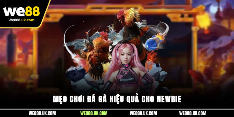 Mẹo chơi đá gà hiệu quả cho newbie