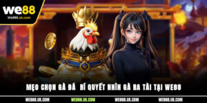 Mẹo Chọn Gà Đá - Bí Quyết Nhìn Gà Ra Tài Tại We88