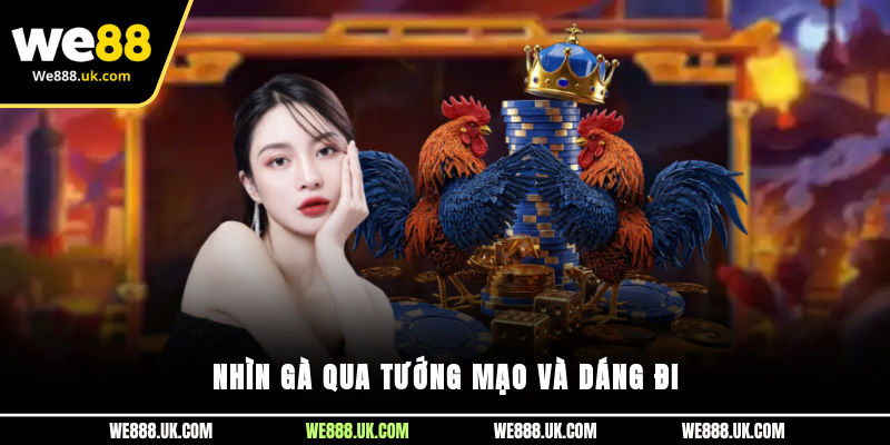 Nhìn gà qua tướng mạo và dáng đi