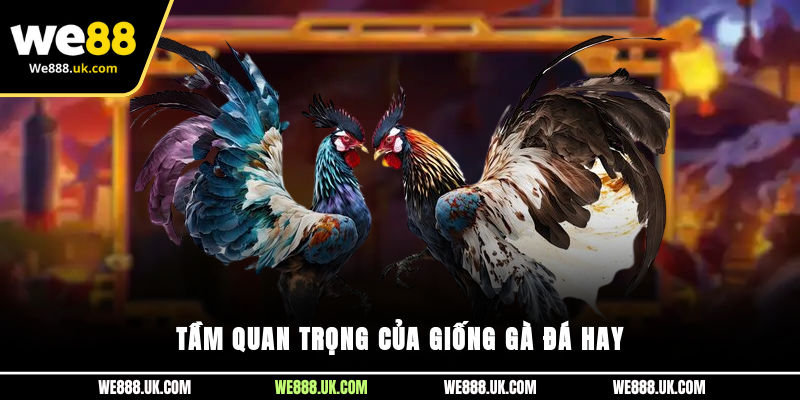 Tầm quan trọng của giống gà đá hay