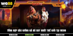 Tổng Hợp Các Giống Gà Đá Hay Nhất Thế Giới Tại We88
