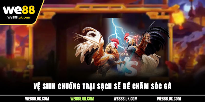 Vệ sinh chuồng trại sạch sẽ để chăm sóc gà